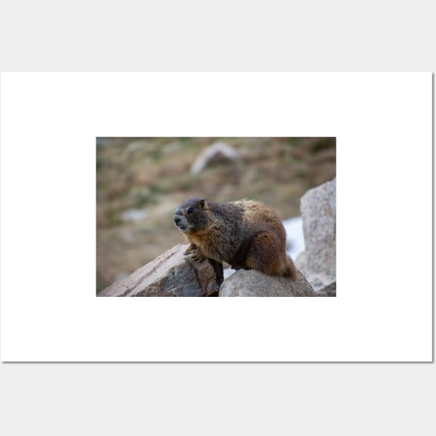 Marmot on Rock 3 Wall Art by photosbyalexis